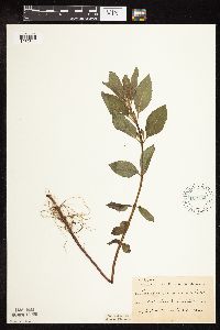 Mentha arvensis image