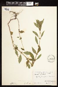 Mentha arvensis var. canadensis image