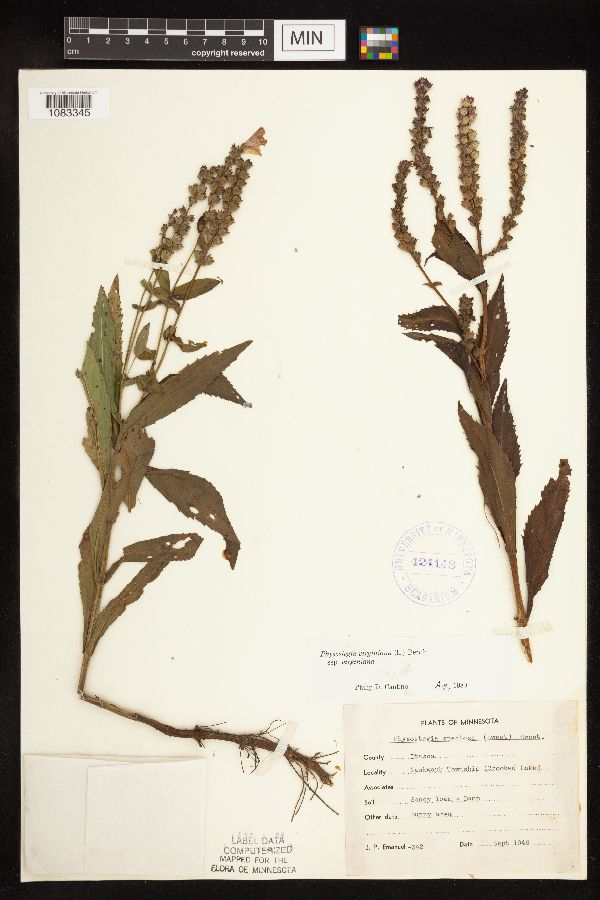 Physostegia virginiana subsp. virginiana image