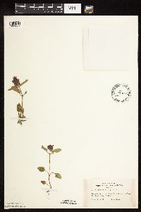 Prunella vulgaris image