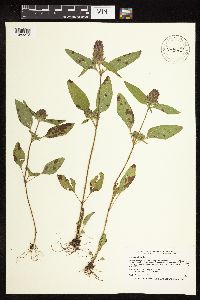 Prunella vulgaris image