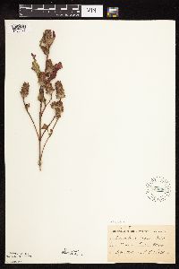 Prunella vulgaris image