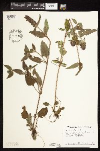 Prunella vulgaris image