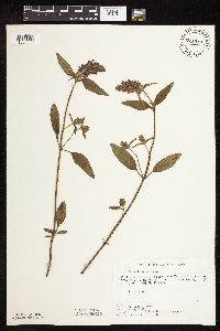 Prunella vulgaris image