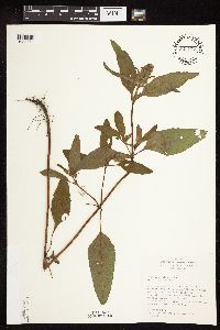 Prunella vulgaris image