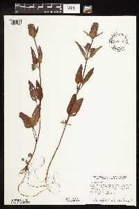 Prunella vulgaris image