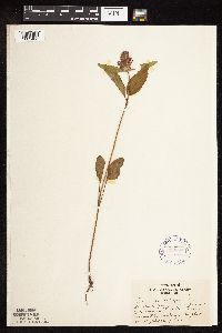 Prunella vulgaris image