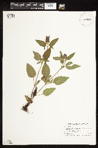 Prunella vulgaris image