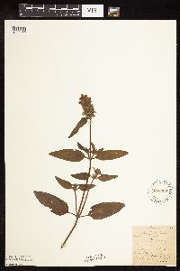 Prunella vulgaris image