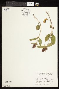 Image of Prunella vulgaris