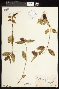 Prunella vulgaris image