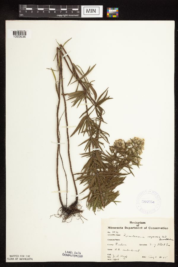 Pycnanthemum image