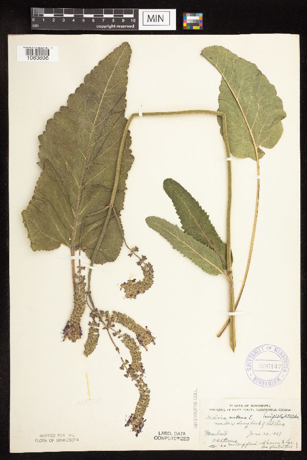 Salvia nutans image