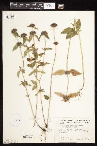 Image of Clinopodium vulgare