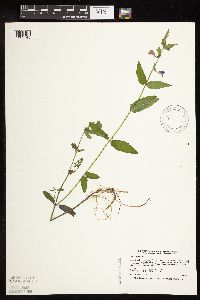 Scutellaria galericulata image