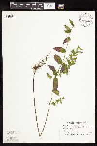 Scutellaria galericulata image