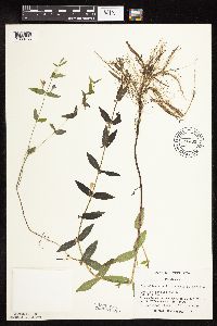 Scutellaria galericulata image