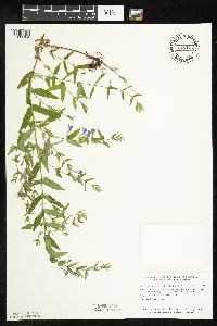 Scutellaria galericulata image