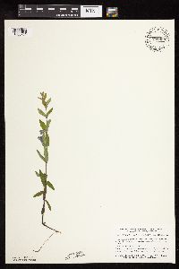 Scutellaria galericulata image