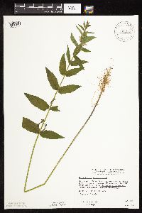 Scutellaria galericulata image