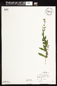 Scutellaria galericulata image