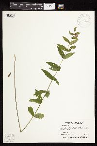 Scutellaria galericulata image