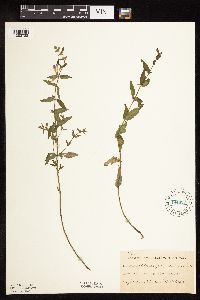 Scutellaria galericulata image