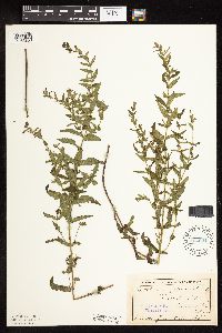 Scutellaria galericulata image