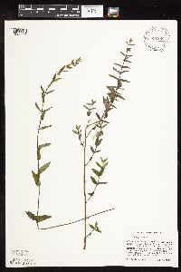 Scutellaria galericulata image