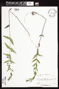 Scutellaria galericulata image