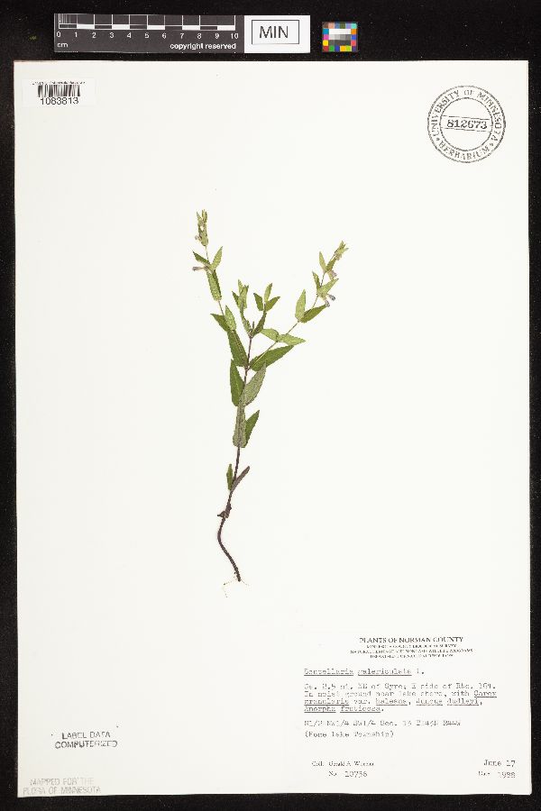 Scutellaria galericulata image