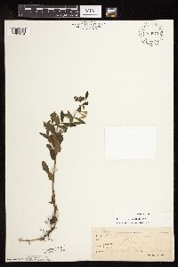 Scutellaria galericulata image