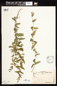 Scutellaria galericulata image