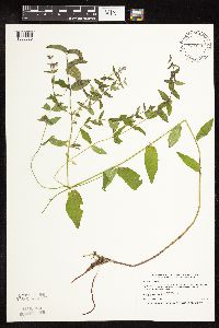 Scutellaria galericulata image