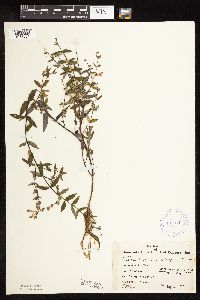 Scutellaria galericulata image