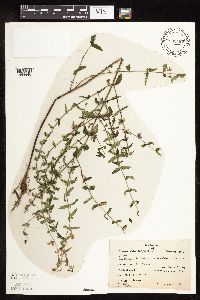 Scutellaria galericulata image