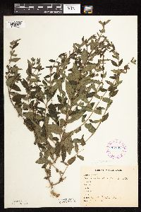 Scutellaria galericulata image