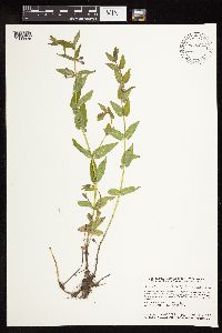 Scutellaria galericulata image