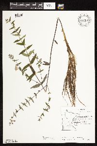 Scutellaria galericulata image