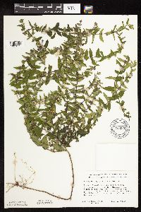 Scutellaria galericulata image