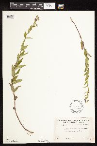 Scutellaria galericulata image