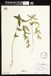 Scutellaria galericulata image