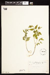 Scutellaria lateriflora image