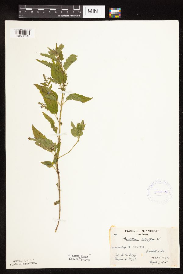 Scutellaria lateriflora var. lateriflora image