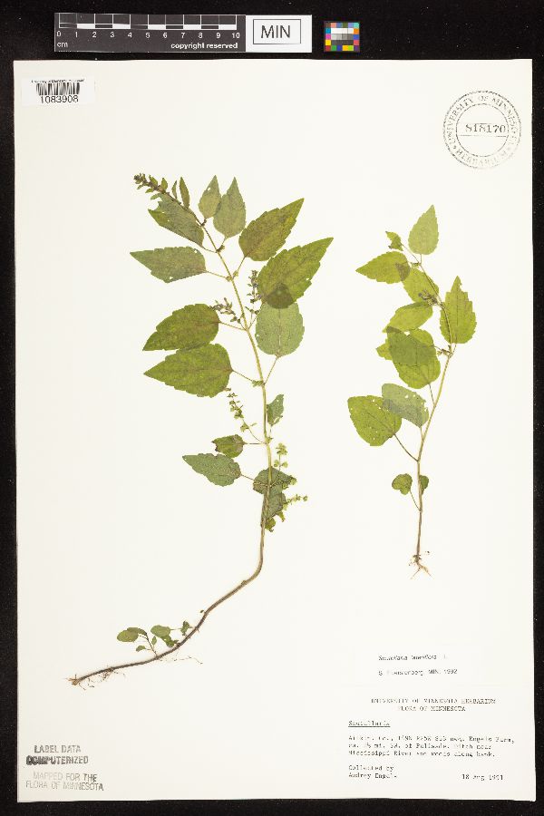 Scutellaria lateriflora image