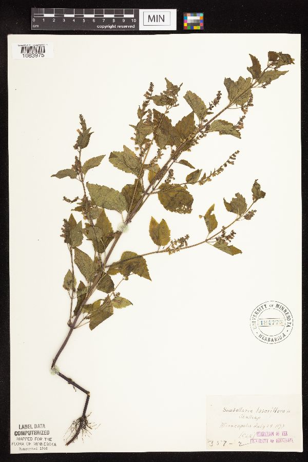 Scutellaria lateriflora var. lateriflora image