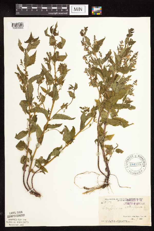 Scutellaria lateriflora image