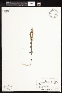 Scutellaria leonardii image