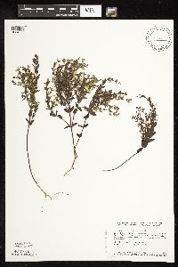 Scutellaria leonardii image