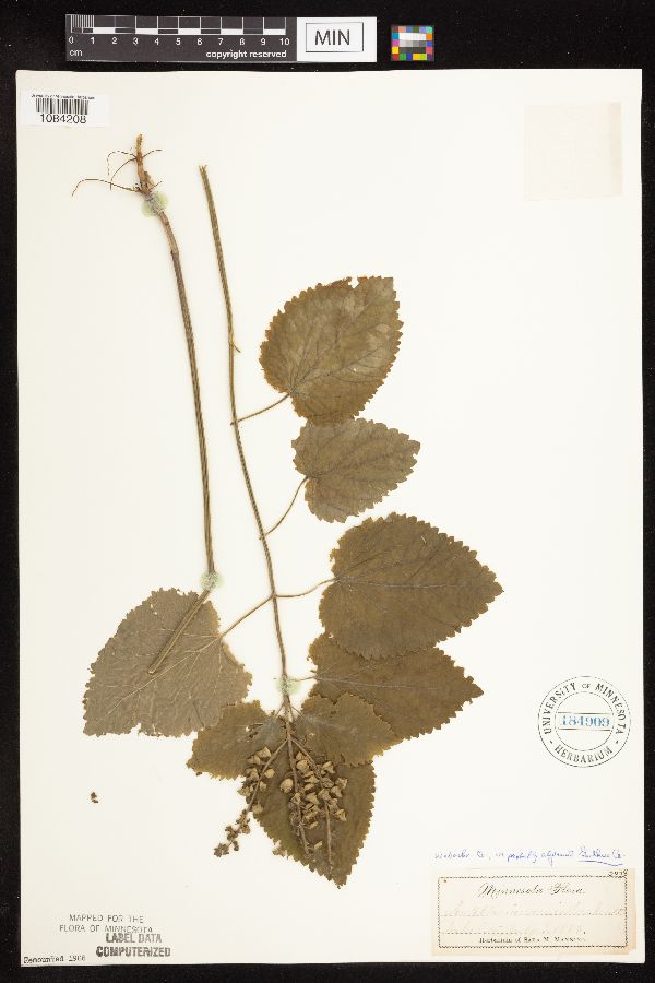 Scutellaria ovata image